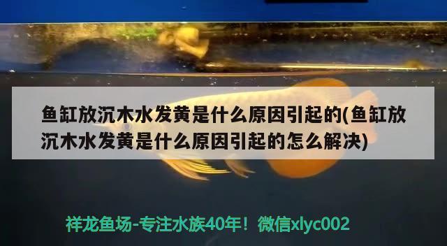 魚缸放沉木水發(fā)黃是什么原因引起的(魚缸放沉木水發(fā)黃是什么原因引起的怎么解決)