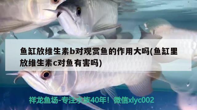 魚缸放維生素b對觀賞魚的作用大嗎(魚缸里放維生素c對魚有害嗎)