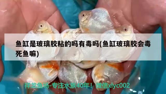 魚缸是玻璃膠粘的嗎有毒嗎(魚缸玻璃膠會毒死魚嘛) 埃及神仙魚