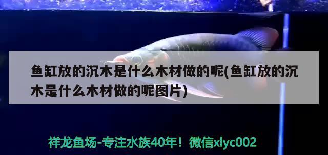 魚缸放的沉木是什么木材做的呢(魚缸放的沉木是什么木材做的呢圖片)