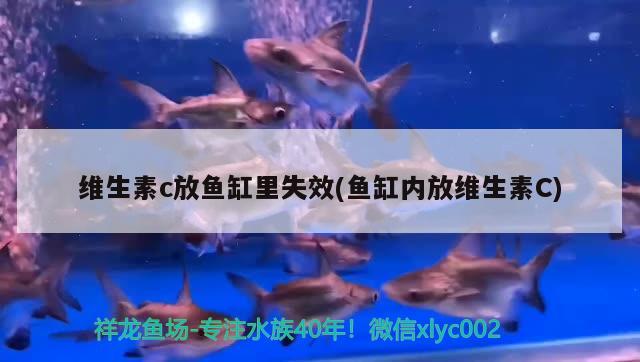 維生素c放魚缸里失效(魚缸內放維生素C)