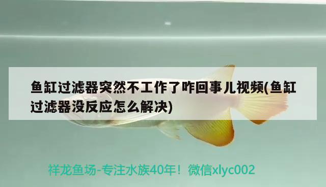 魚缸過濾器突然不工作了咋回事兒視頻(魚缸過濾器沒反應怎么解決) 馬拉莫寶石魚