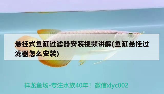 懸掛式魚缸過濾器安裝視頻講解(魚缸懸掛過濾器怎么安裝)