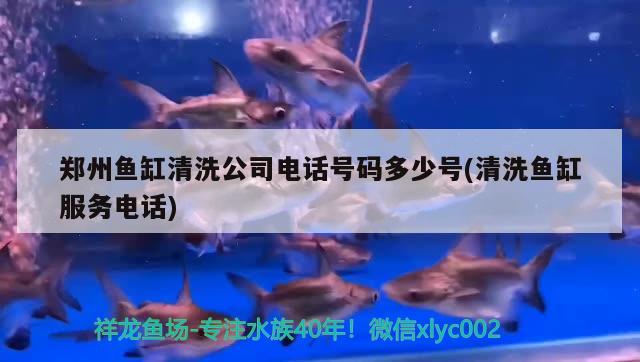 鄭州魚缸清洗公司電話號(hào)碼多少號(hào)(清洗魚缸服務(wù)電話)