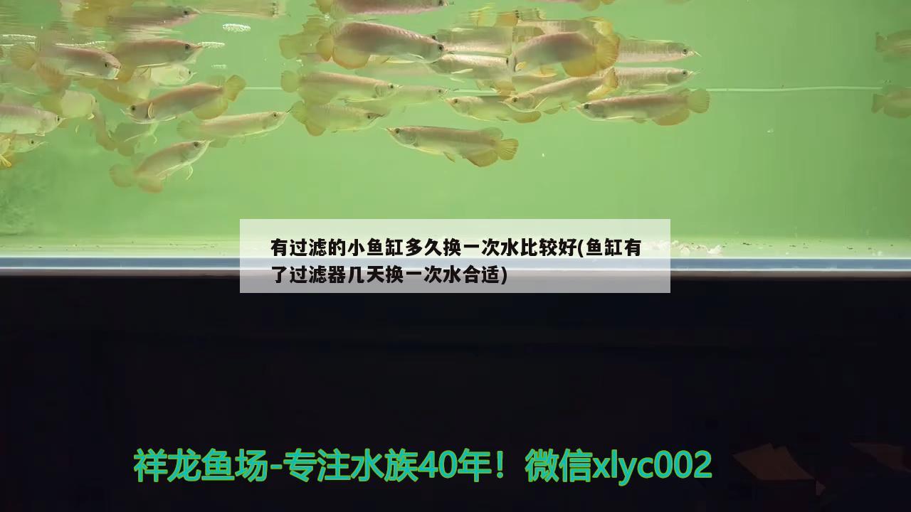 有過(guò)濾的小魚缸多久換一次水比較好(魚缸有了過(guò)濾器幾天換一次水合適) 廣州觀賞魚魚苗批發(fā)市場(chǎng)