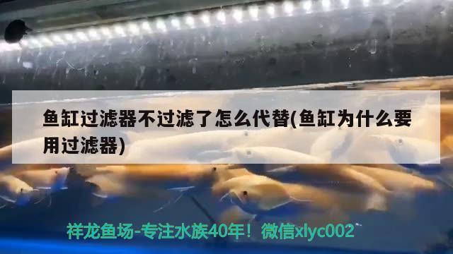 魚缸過濾器不過濾了怎么代替(魚缸為什么要用過濾器) 大嘴鯨魚