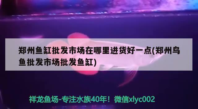 鄭州魚缸批發(fā)市場在哪里進(jìn)貨好一點(diǎn)(鄭州鳥魚批發(fā)市場批發(fā)魚缸) 蝴蝶鯉魚苗