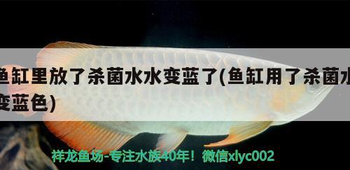 魚缸里放了殺菌水水變藍(lán)了(魚缸用了殺菌水變藍(lán)色)