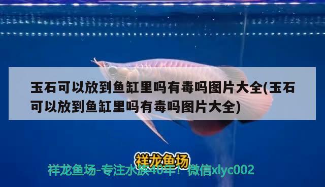 玉石可以放到魚缸里嗎有毒嗎圖片大全(玉石可以放到魚缸里嗎有毒嗎圖片大全) 帝王迷宮