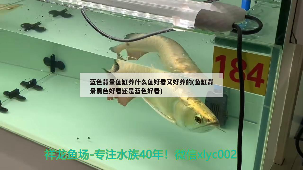 藍(lán)色背景魚缸養(yǎng)什么魚好看又好養(yǎng)的(魚缸背景黑色好看還是藍(lán)色好看) 照明器材