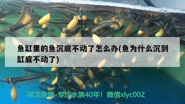 魚缸里的魚沉底不動(dòng)了怎么辦(魚為什么沉到缸底不動(dòng)了)