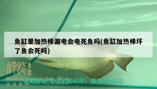 魚缸里加熱棒漏電會電死魚嗎(魚缸加熱棒壞了魚會死嗎)