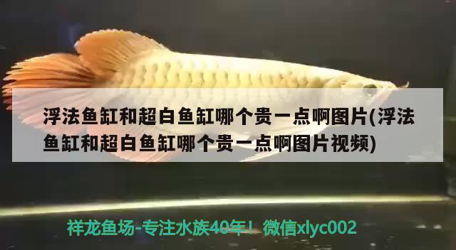 浮法魚(yú)缸和超白魚(yú)缸哪個(gè)貴一點(diǎn)啊圖片(浮法魚(yú)缸和超白魚(yú)缸哪個(gè)貴一點(diǎn)啊圖片視頻) 哥倫比亞巨暴魚(yú)苗