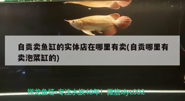 自貢賣(mài)魚(yú)缸的實(shí)體店在哪里有賣(mài)(自貢哪里有賣(mài)泡菜缸的) 廣州水族批發(fā)市場(chǎng)