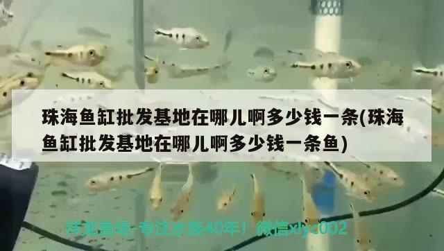 珠海魚缸批發(fā)基地在哪兒啊多少錢一條(珠海魚缸批發(fā)基地在哪兒啊多少錢一條魚) 委內瑞拉奧里諾三間魚苗