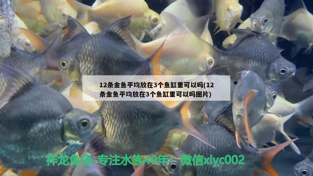 12條金魚平均放在3個魚缸里可以嗎(12條金魚平均放在3個魚缸里可以嗎圖片) 元寶鳳凰魚