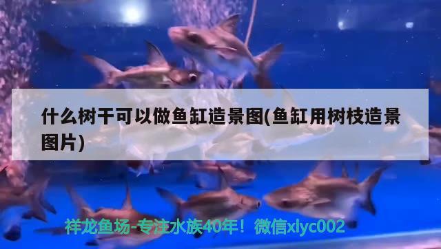 什么樹(shù)干可以做魚(yú)缸造景圖(魚(yú)缸用樹(shù)枝造景圖片) 大嘴鯨魚(yú)