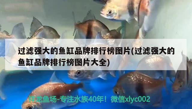 過濾強大的魚缸品牌排行榜圖片(過濾強大的魚缸品牌排行榜圖片大全) 委內(nèi)瑞拉奧里諾三間魚