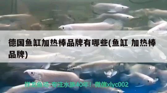 德國魚缸加熱棒品牌有哪些(魚缸加熱棒品牌) 白子銀龍魚苗