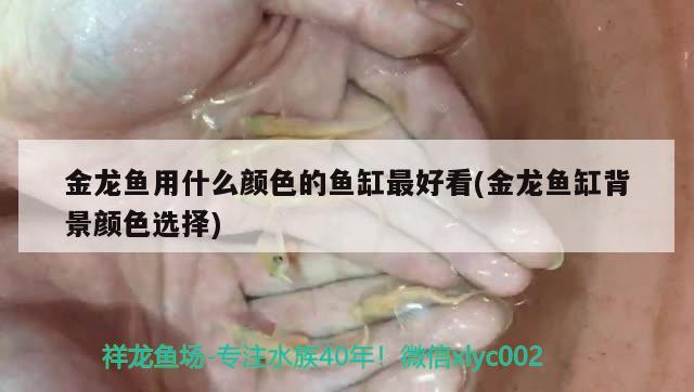 金龍魚用什么顏色的魚缸最好看(金龍魚缸背景顏色選擇) 白子銀龍苗（黃化銀龍苗）