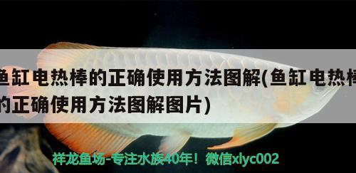 魚缸電熱棒的正確使用方法圖解(魚缸電熱棒的正確使用方法圖解圖片) 朱巴利魚苗