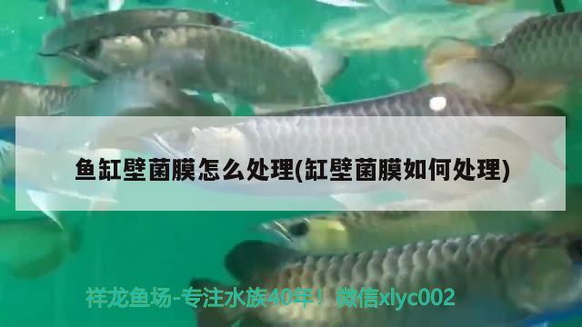 魚缸壁菌膜怎么處理(缸壁菌膜如何處理)