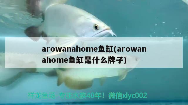 arowanahome魚缸(arowanahome魚缸是什么牌子) 養(yǎng)魚知識