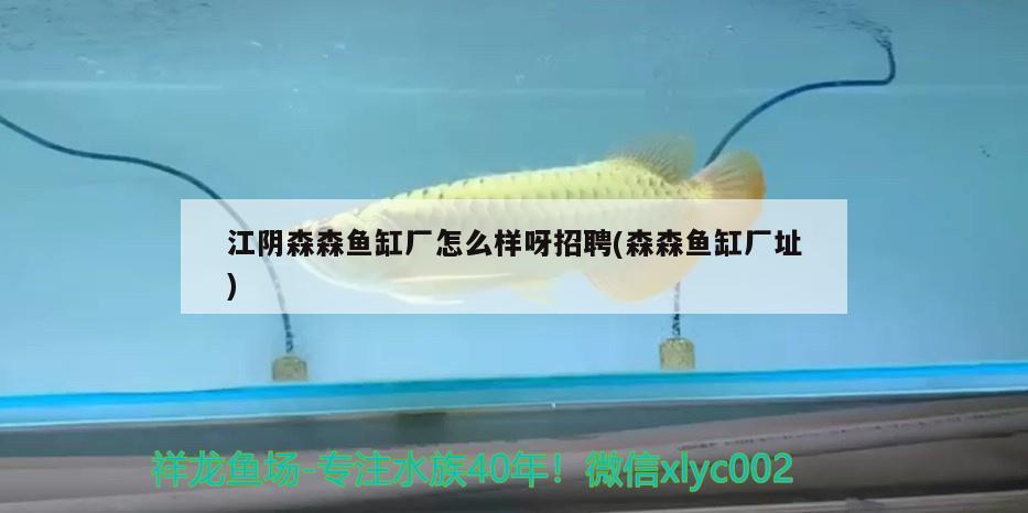 江陰森森魚缸廠怎么樣呀招聘(森森魚缸廠址) 黃金眼鏡蛇雷龍魚