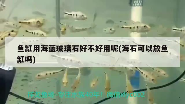 魚缸用海藍玻璃石好不好用呢(海石可以放魚缸嗎) 蘇虎苗（蘇門答臘虎魚苗）