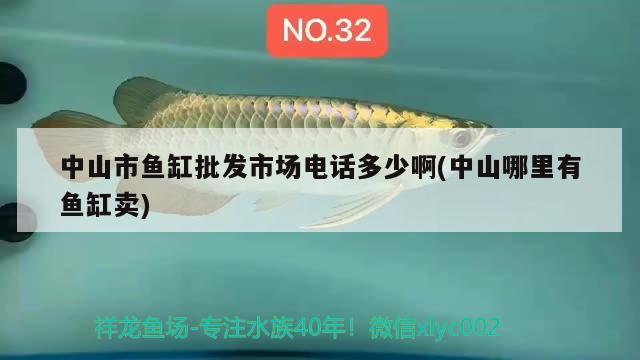 中山市魚缸批發(fā)市場電話多少啊(中山哪里有魚缸賣)