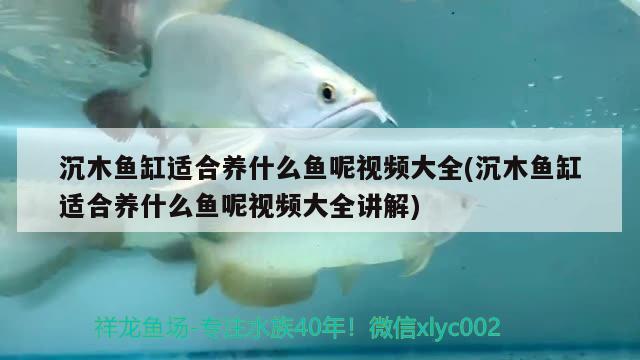 沉木魚缸適合養(yǎng)什么魚呢視頻大全(沉木魚缸適合養(yǎng)什么魚呢視頻大全講解) 魚缸百科