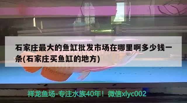 石家莊最大的魚缸批發(fā)市場(chǎng)在哪里啊多少錢一條(石家莊買魚缸的地方)