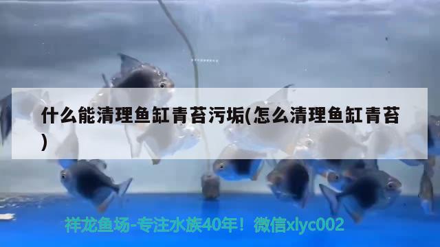 什么能清理魚缸青苔污垢(怎么清理魚缸青苔) BD魟魚