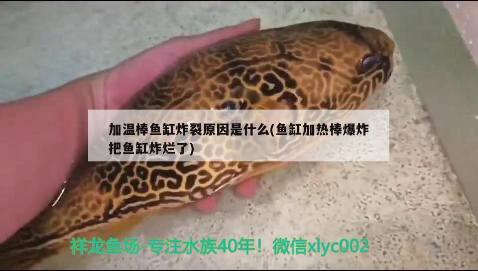 加溫棒魚缸炸裂原因是什么(魚缸加熱棒爆炸把魚缸炸爛了) 白子關(guān)刀魚