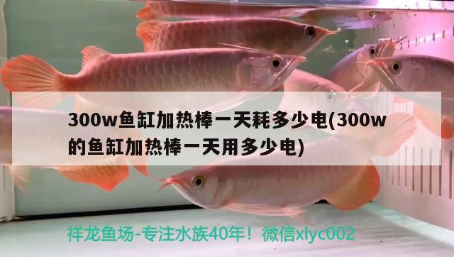 300w魚(yú)缸加熱棒一天耗多少電(300w的魚(yú)缸加熱棒一天用多少電) 青龍魚(yú)