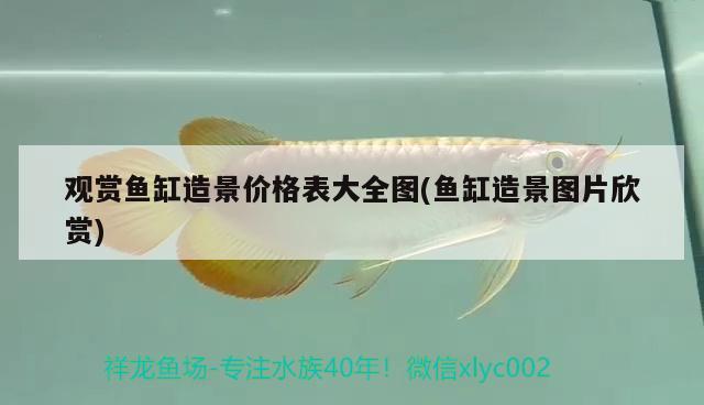 觀賞魚(yú)缸造景價(jià)格表大全圖(魚(yú)缸造景圖片欣賞)