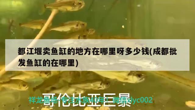 都江堰賣魚缸的地方在哪里呀多少錢(成都批發(fā)魚缸的在哪里) 廣州龍魚批發(fā)市場