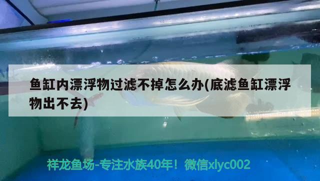 魚缸內(nèi)漂浮物過濾不掉怎么辦(底濾魚缸漂浮物出不去) 飛鳳魚