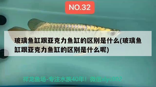 玻璃魚缸跟亞克力魚缸的區(qū)別是什么(玻璃魚缸跟亞克力魚缸的區(qū)別是什么呢)