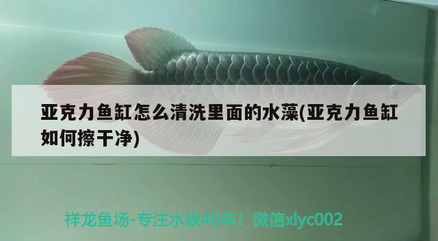 亞克力魚缸怎么清洗里面的水藻(亞克力魚缸如何擦干凈) 觀賞魚