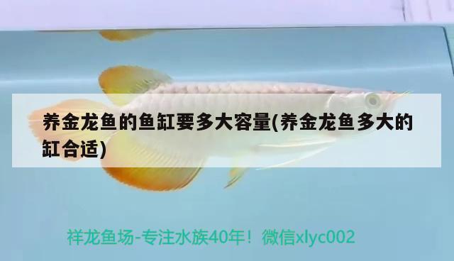 養(yǎng)金龍魚的魚缸要多大容量(養(yǎng)金龍魚多大的缸合適) 申古三間魚