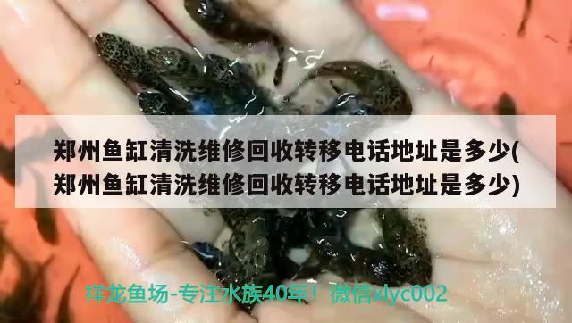 鄭州魚缸清洗維修回收轉(zhuǎn)移電話地址是多少(鄭州魚缸清洗維修回收轉(zhuǎn)移電話地址是多少) 黑桃A魚