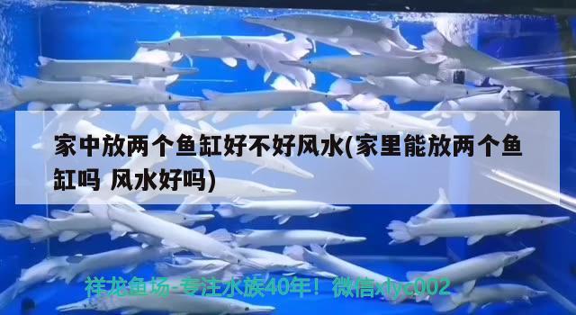 家中放兩個魚缸好不好風(fēng)水(家里能放兩個魚缸嗎風(fēng)水好嗎)