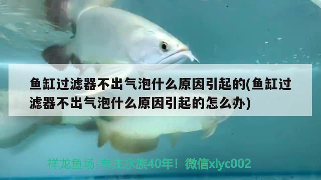 魚(yú)缸過(guò)濾器不出氣泡什么原因引起的(魚(yú)缸過(guò)濾器不出氣泡什么原因引起的怎么辦) 白玉紅龍魚(yú)