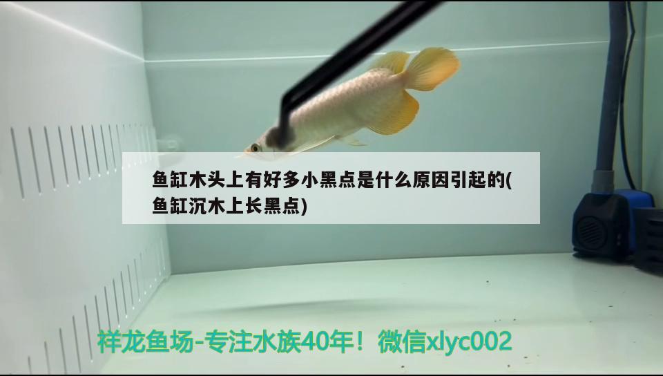 魚缸木頭上有好多小黑點是什么原因引起的(魚缸沉木上長黑點)