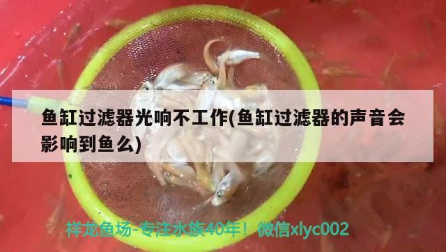 魚缸過濾器光響不工作(魚缸過濾器的聲音會(huì)影響到魚么)