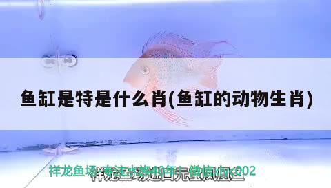 魚缸是特是什么肖(魚缸的動(dòng)物生肖) 祥龍水族濾材/器材