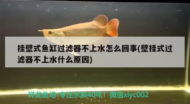 掛壁式魚缸過濾器不上水怎么回事(壁掛式過濾器不上水什么原因)