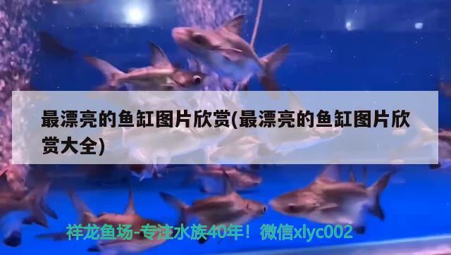 最漂亮的魚缸圖片欣賞(最漂亮的魚缸圖片欣賞大全) 觀賞魚飼料