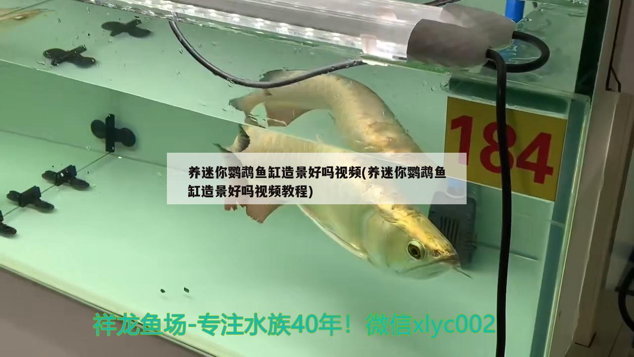 養(yǎng)迷你鸚鵡魚缸造景好嗎視頻(養(yǎng)迷你鸚鵡魚缸造景好嗎視頻教程) 鸚鵡魚